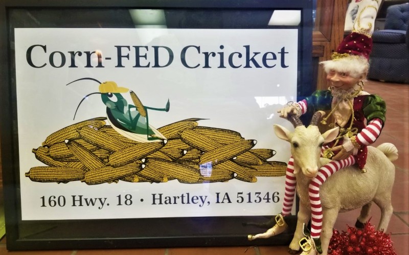 Corn-Fed Cricket